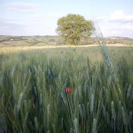 Girasole - Le Selvole Feriegård